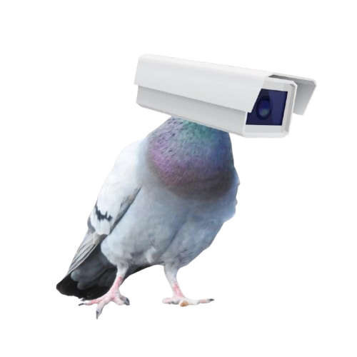 Pigeon